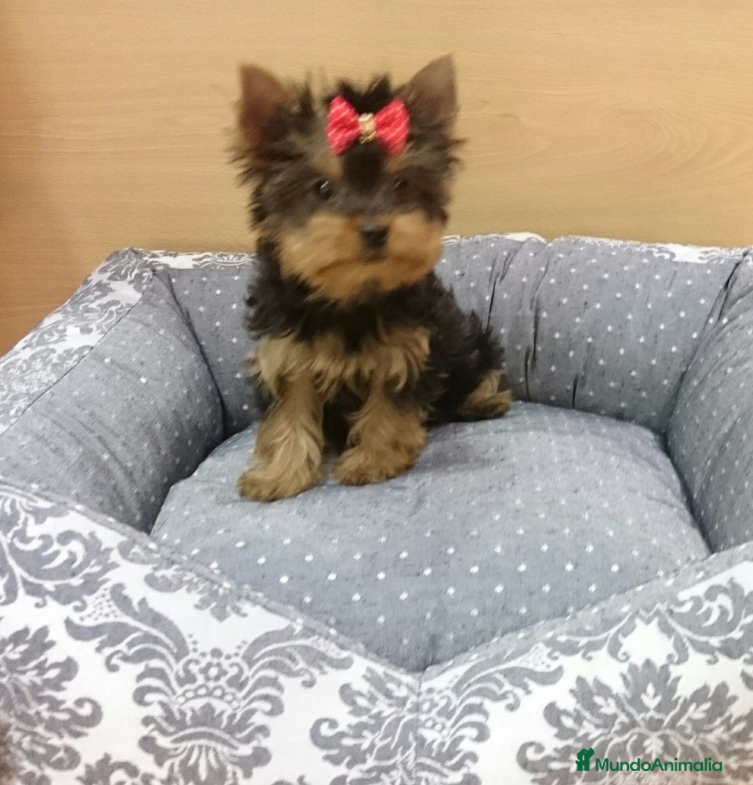Yorkshire Terrier perros en venta: Yorkshire - Imagen 6
