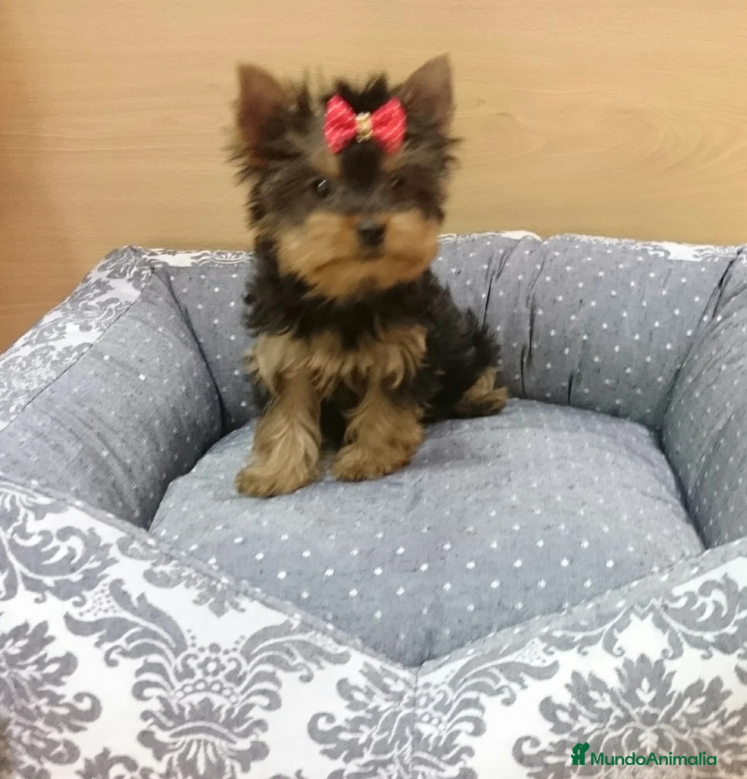 Yorkshire Terrier perros en venta: Yorkshire - Anuncio 6