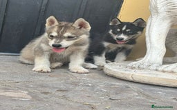 Husky Siberiano perros en venta: Siberian husky camada - Imagen 8