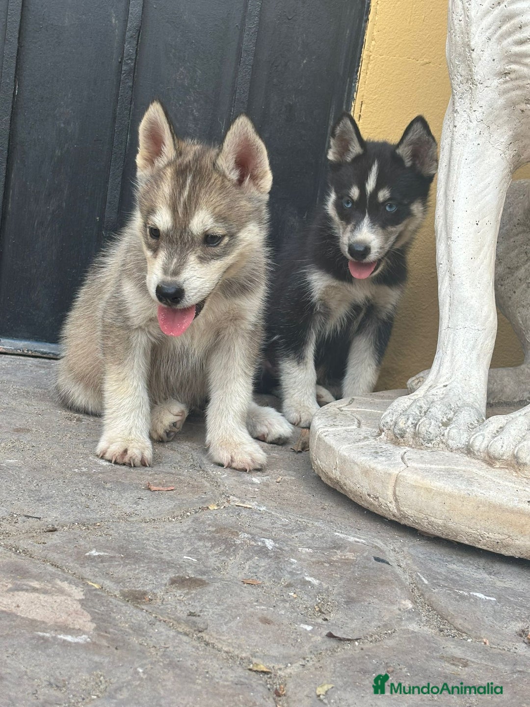 Husky Siberiano perros en venta: Siberian husky camada - Imagen 8