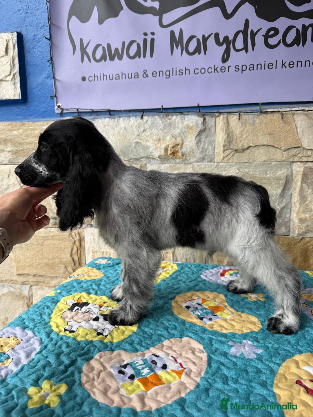 Cocker Spaniel Inglés perros en venta: Cachorros cocker spaniel Inglés listo para entrega - Imagen 5