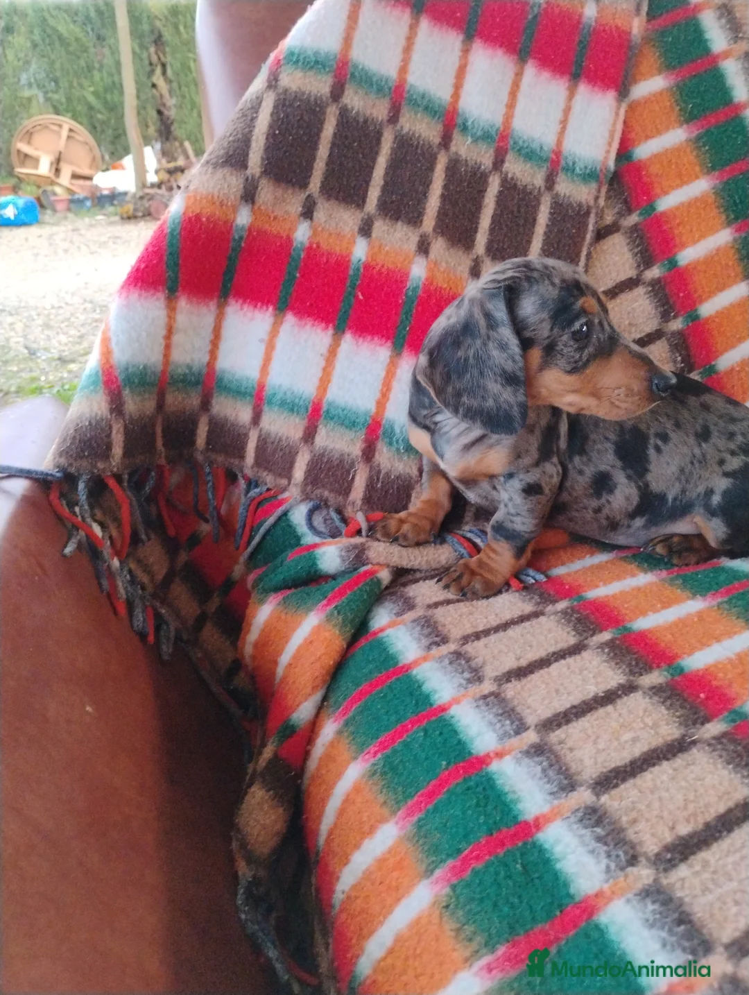 Teckel Miniatura perros en venta: Hembra teckel arlequín plata miniatura  - Anuncio 4