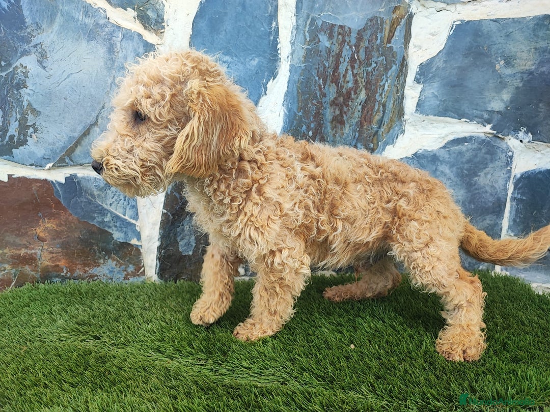 Caniche Enano perros en venta: Caniche - Anuncio 3