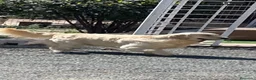 Golden Retriever perros en venta: Cachorros golden top con pedigree  - Anuncio 2