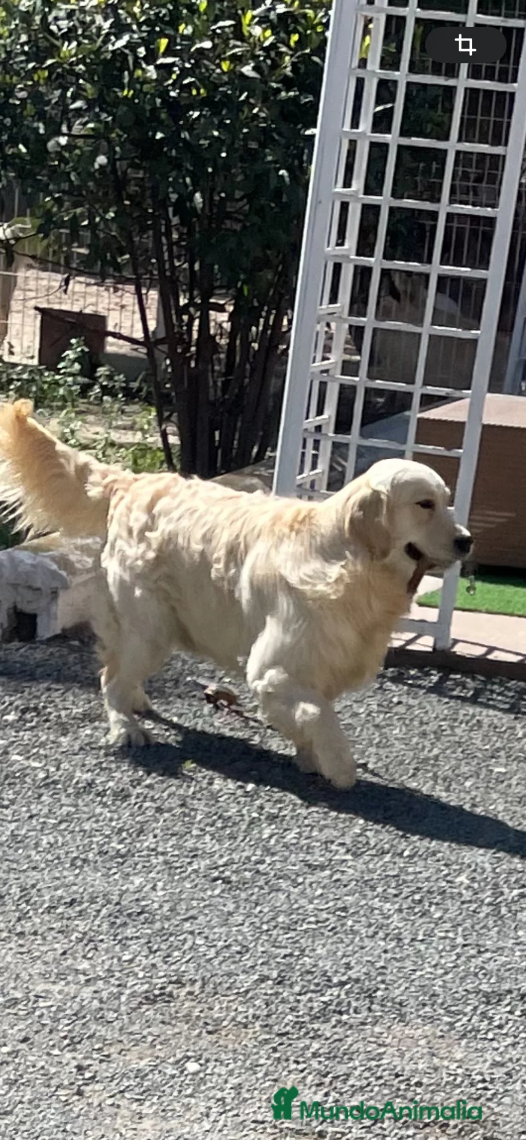 Golden Retriever perros en venta: Cachorros golden top con pedigree  - Anuncio 2
