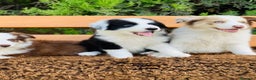 Border Collie perros en venta: Cachorros border collie - Anuncio 1
