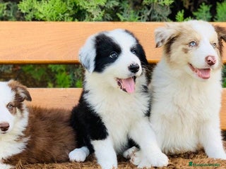 Border Collie perros Cachorros border collie - Anuncio 2