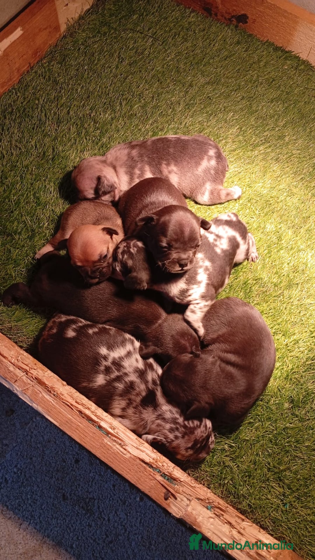 Bulldog Francés perros en venta: Bulldog francés  - Anuncio 1