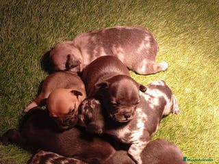 Bulldog Francés perros Bulldog francés - Anuncio 7