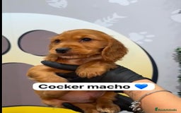Cocker Spaniel Inglés perros en venta: 🐶 CACHORRO DE COCKER DISPONIBLE 🐶 - Imagen 1