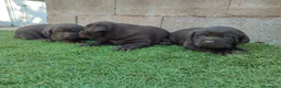 Labrador Retriever perros en venta: CACHORROS DE LABRADOR  - Anuncio 6