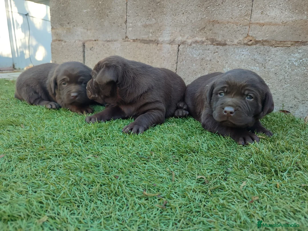 Labrador Retriever perros en venta: CACHORROS DE LABRADOR  - Anuncio 6