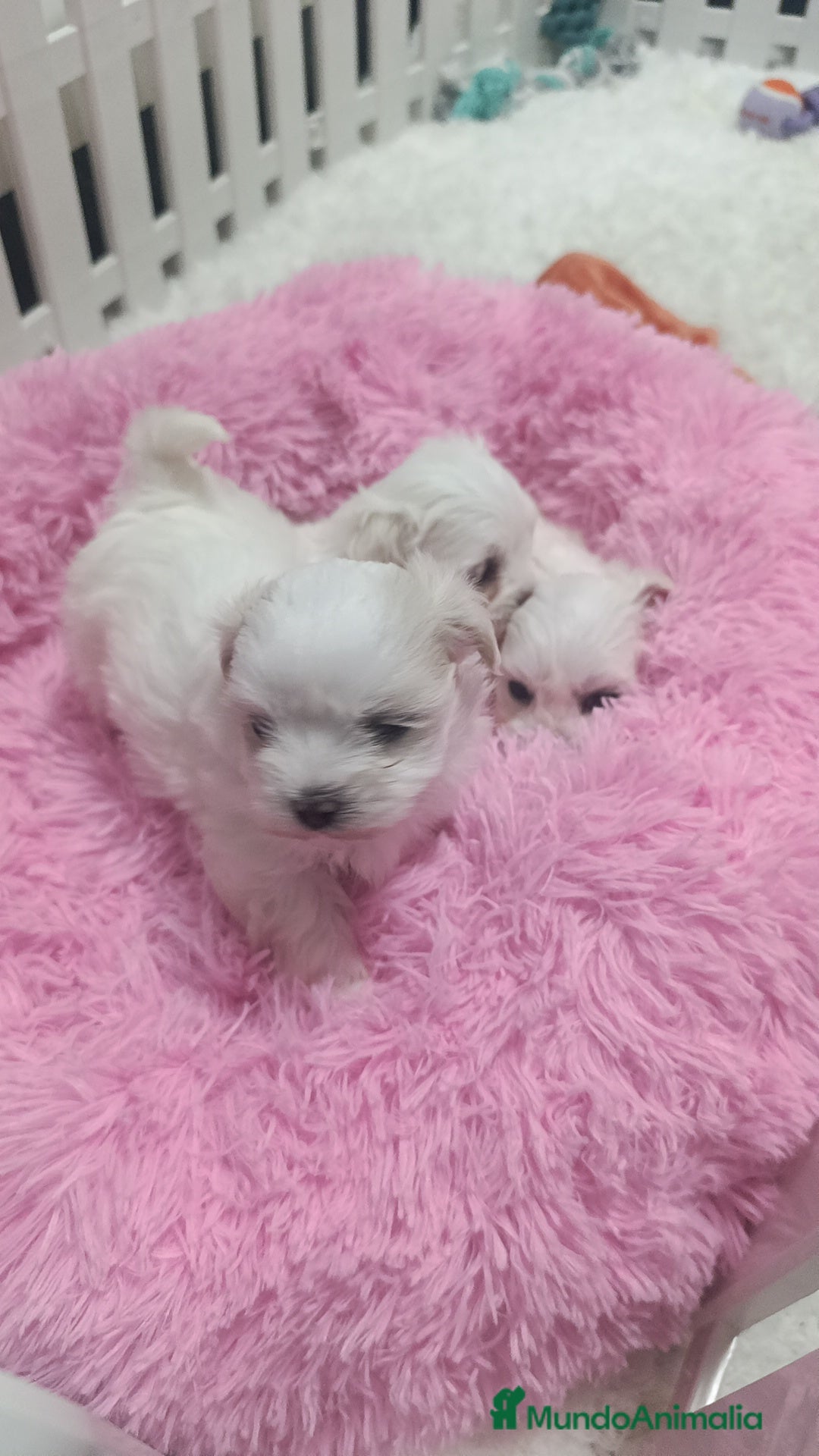 Bichón Maltés perros Bichón maltés coreanos  - Anuncio 2