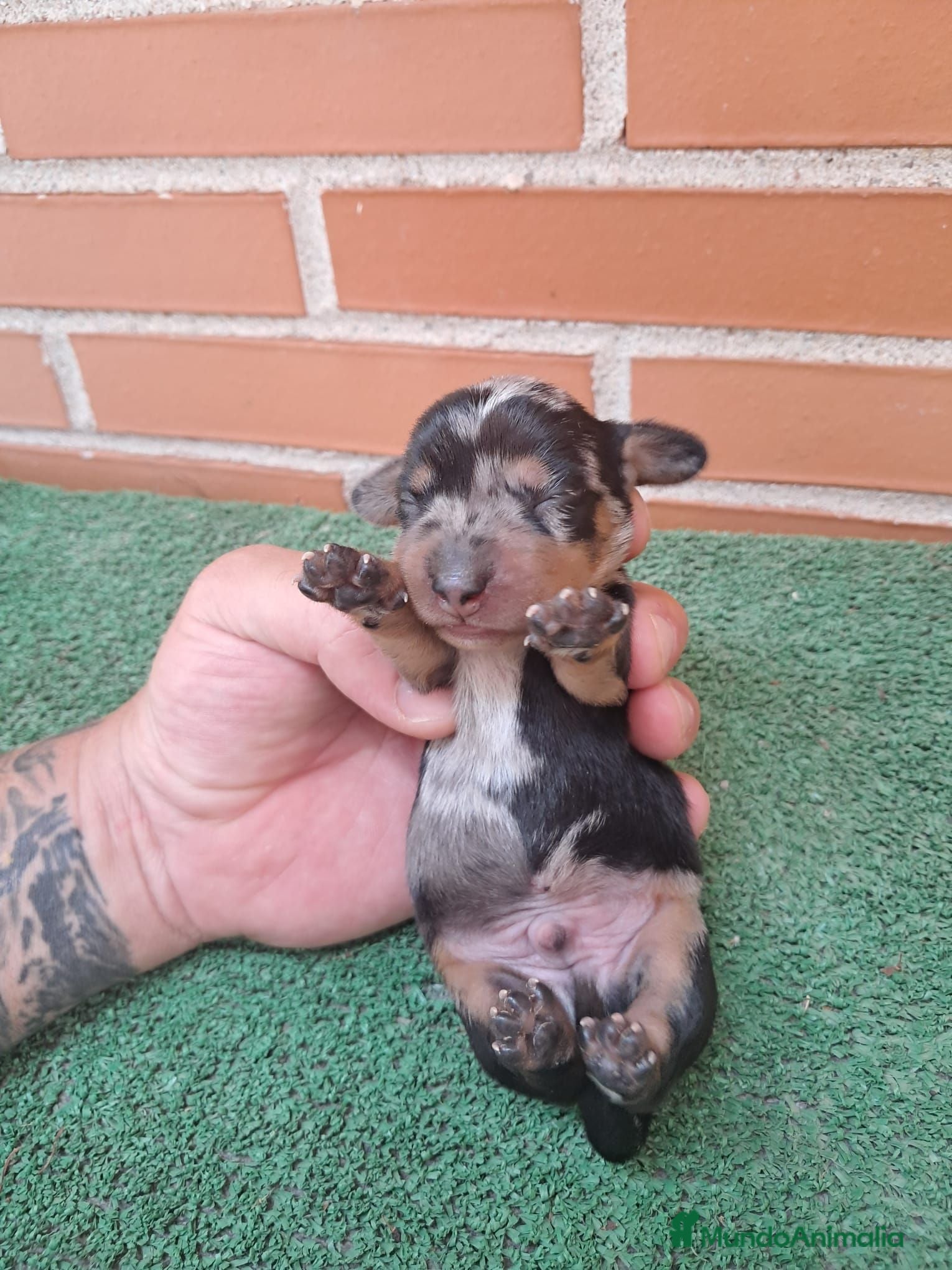 Teckel Miniatura perros Camada teckel miniatura  - Anuncio 3