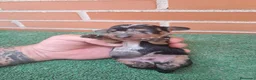 Teckel Miniatura perros en venta: Camada teckel miniatura  - Anuncio 9
