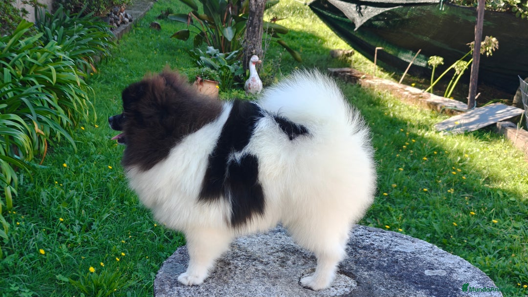 Pomerania perros en venta: Lulu de pomerania  - Imagen 2
