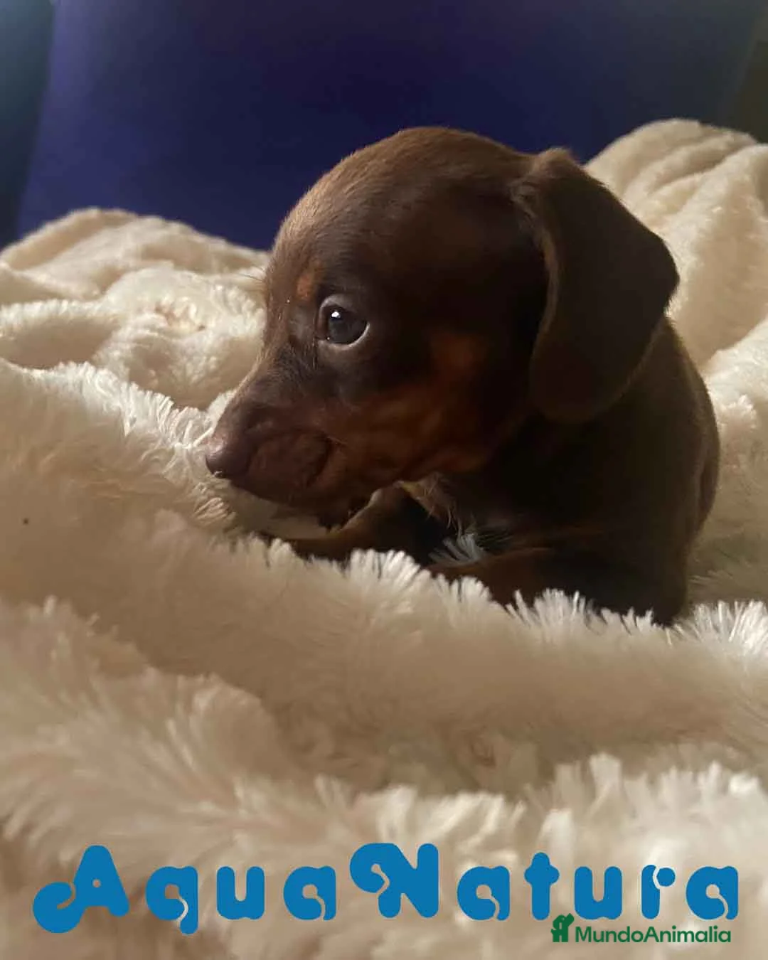 Teckel Miniatura perros en venta:  Teckel Macho de Kily y Tilo 1884 AQUANATURA en Barcelona - Anuncio 6