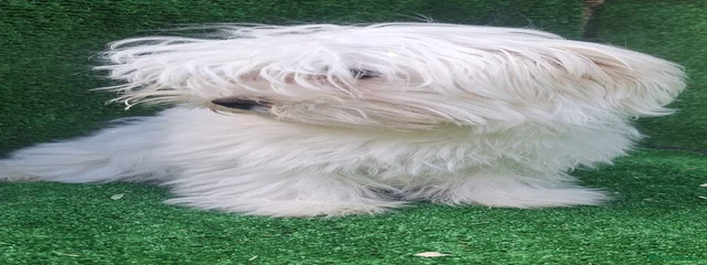 Paco