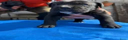 Cane Corso perros en venta: Cane corso  - Anuncio 15