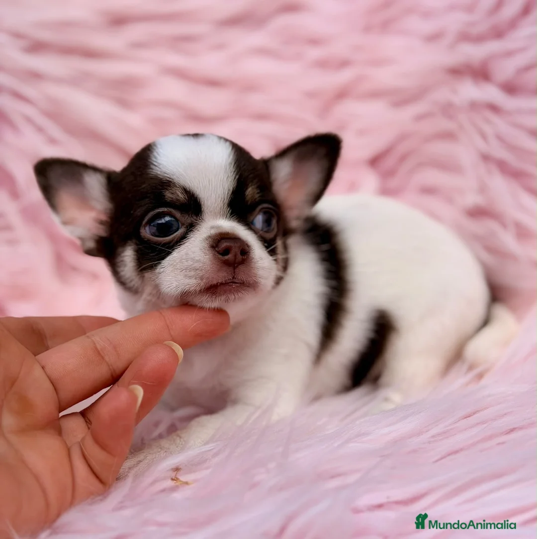 Chihuahua perros en venta: Preciosa hembra chihuahua - Anuncio 2