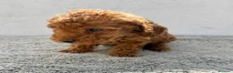 Caniche Toy perros en venta: Caniche Toy Macho  en Alicante - Anuncio 7