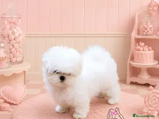 Bichón Maltés perros BICHON MALTES COREANO MINIATURA MÁXIMA CALIDAD - Anuncio 3