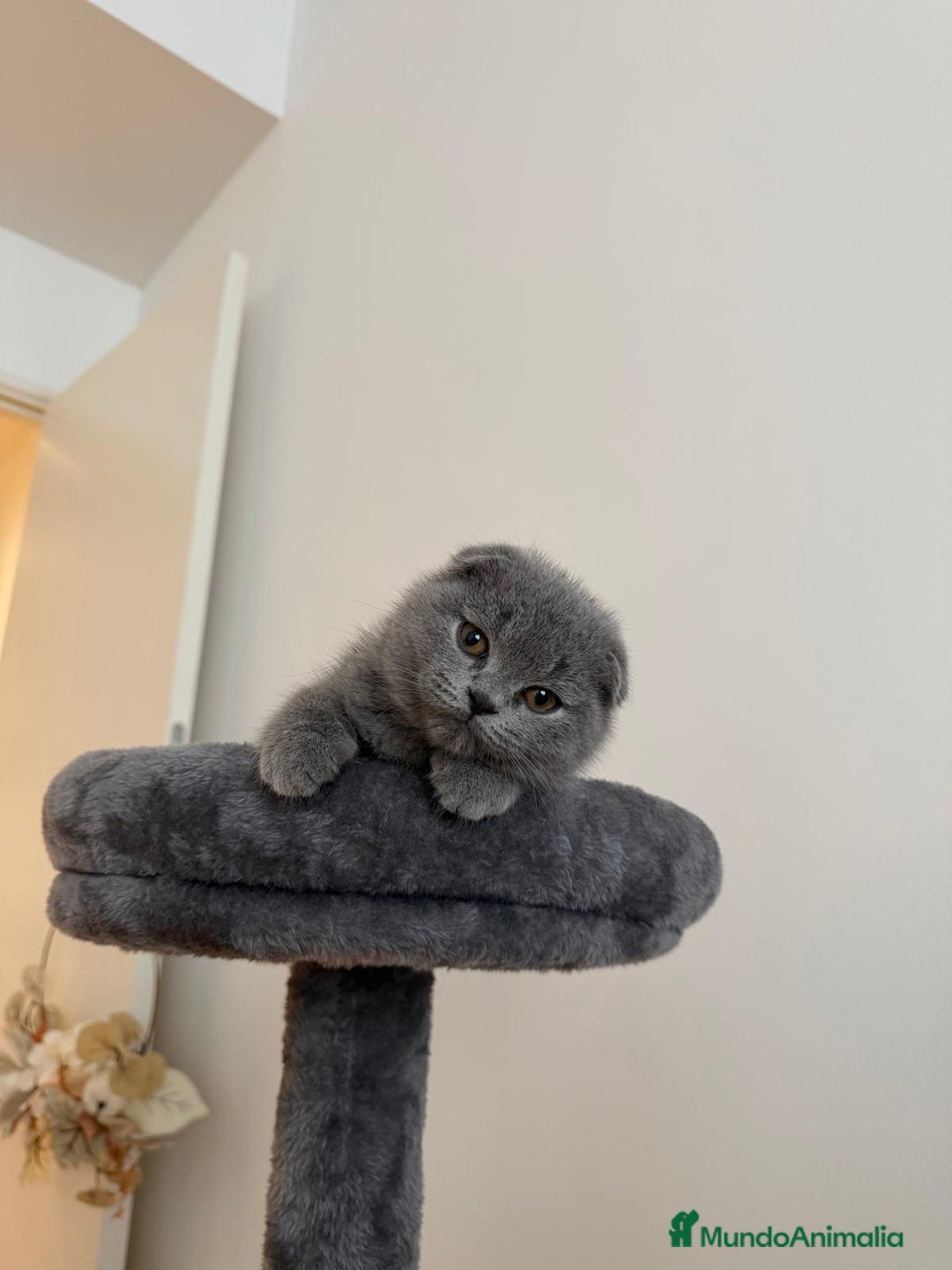 Scottish Fold gatos en venta: Scottish fold Blue Macho precioso disponible  - Anuncio 2