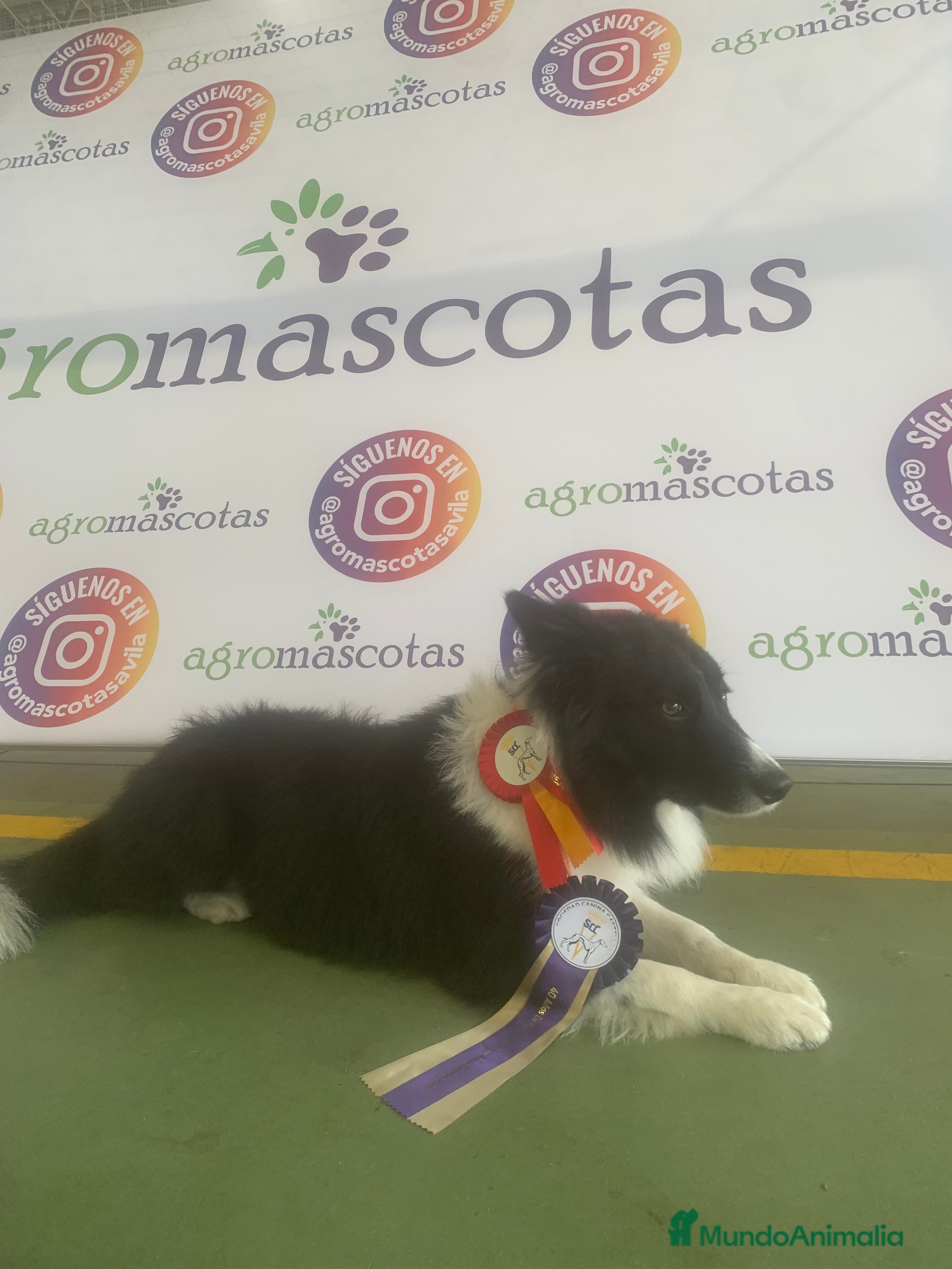 Border Collie perros BORDER COLLIE PARA MONTAS  en Ávila - Anuncio 1