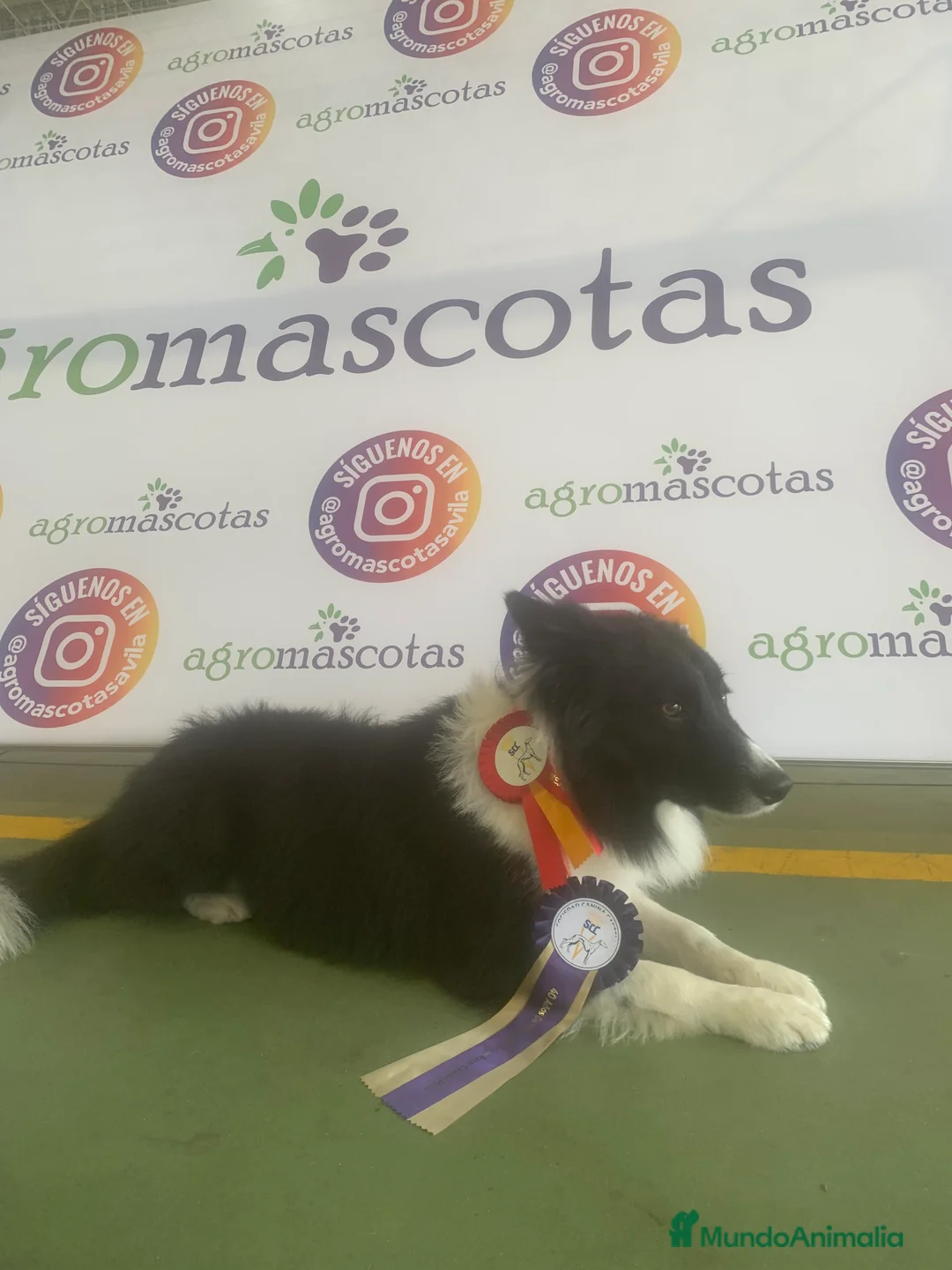 Border Collie perros para monta: BORDER COLLIE PARA MONTAS  en Ávila - Anuncio 1