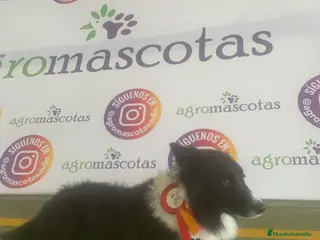 Border Collie perros BORDER COLLIE PARA MONTAS en Ávila - Anuncio 1