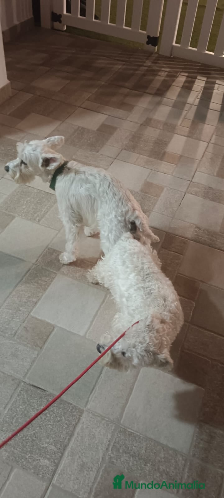 Schnauzer Miniatura perros Schnauzer miniatura color blanco  en Barcelona - Anuncio 1