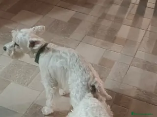 Schnauzer Miniatura perros Schnauzer miniatura color blanco en Barcelona - Anuncio 1