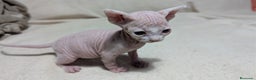 Sphynx gatos en venta: Sphynx negro y blanco - Anuncio 1