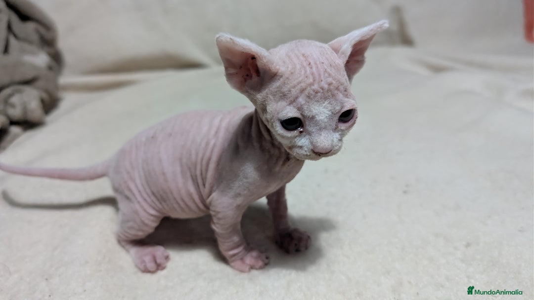 Sphynx gatos en venta: Sphynx negro y blanco - Anuncio 1