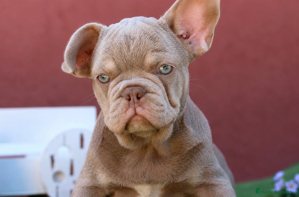 Bulldog Francés perros Preciosos bulldog francés  - Anuncio 1