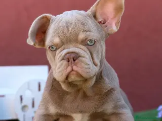 Bulldog Francés perros Preciosos bulldog francés - Anuncio 1