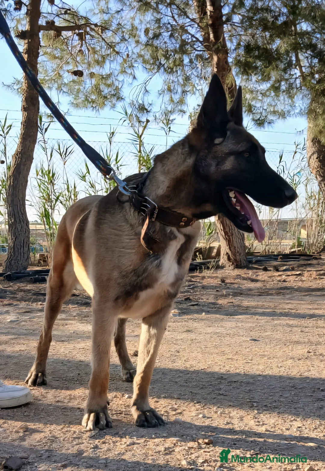 Pastor Belga Malinois perros en venta: Hembra malinois - Anuncio 2