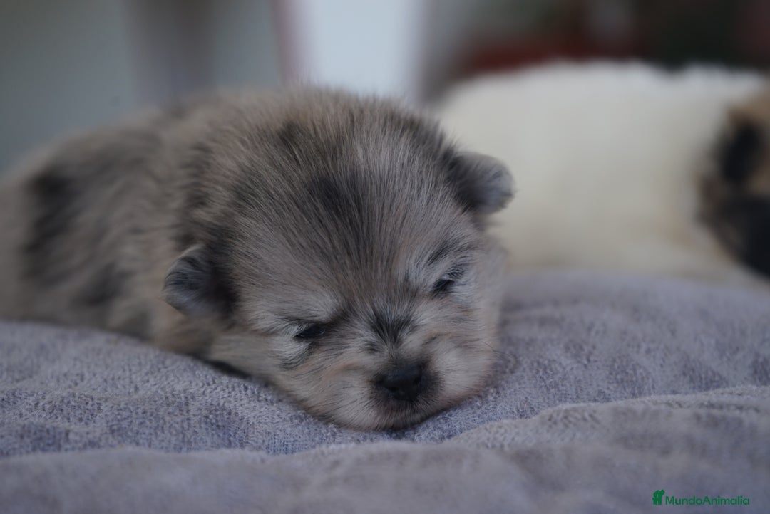 Pomerania perros en venta: ✨ Roscom & Prodigy ✨ - Imagen 2