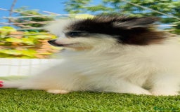 Pomerania perros en venta: POMERANIA HEMBRA ENVIOS A TODA ESPAÑA - Imagen 22