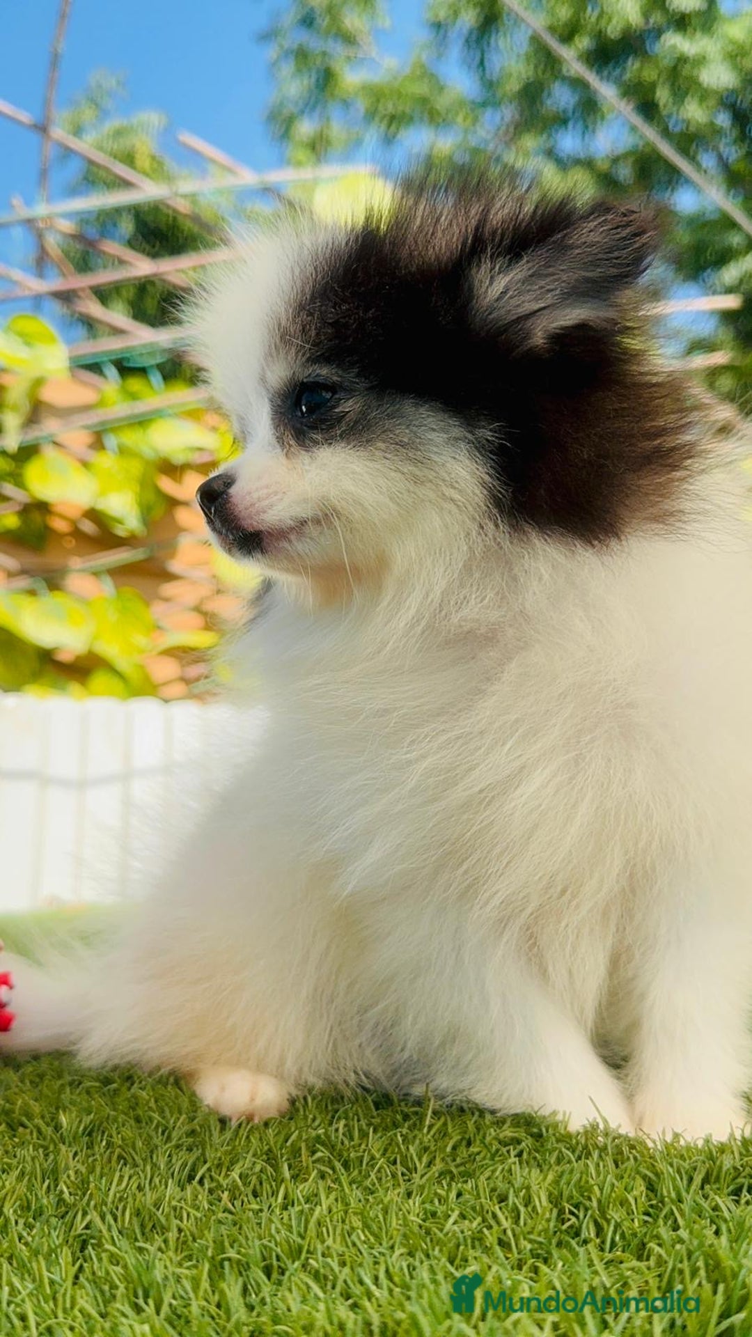 Pomerania perros en venta: POMERANIA HEMBRA ENVIOS A TODA ESPAÑA - Imagen 22