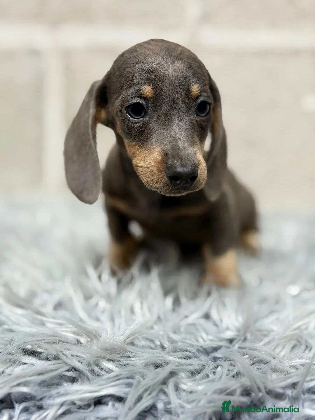 Teckel Miniatura perros en venta: TECKEL MINI BLUE - Anuncio 4