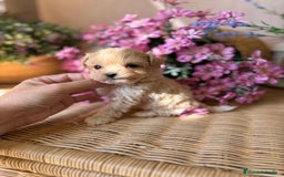 Maltipoo perros en venta: Maltipoo tacita de té !!! - Imagen 3
