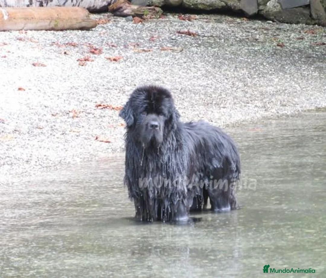 Imagen de galería {{count}}