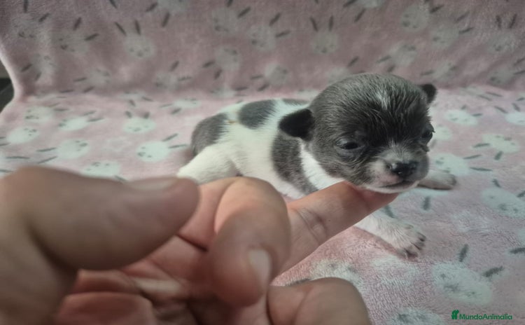 Chihuahua perros - Propaganda 3