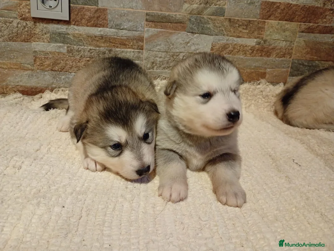 Alaskan Malamute perros en venta: Alaska Malamute  - Anuncio 2