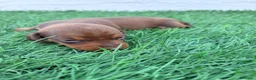 Teckel Miniatura perros en venta: Teckel Miniatura - Anuncio 26