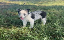 Border Collie perros en venta: Border collie en Madrid - Imagen 1