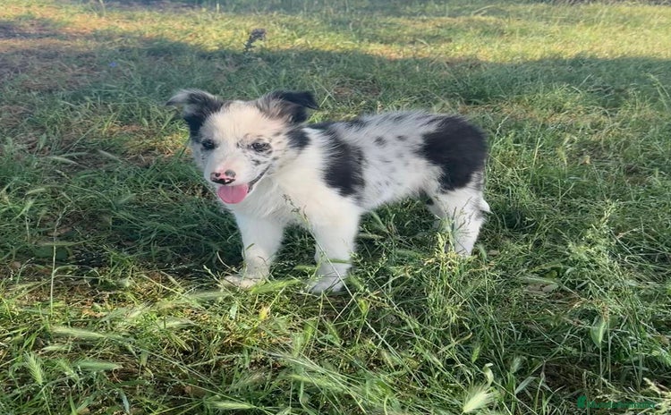 Border Collie perros en Madrid - Anuncio 5