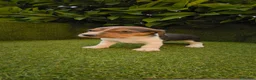 Beagle perros en venta: camada de beagles tricolor  - Anuncio 5