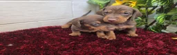 Teckel Miniatura perros en venta: Teckel Miniatura - Anuncio 2